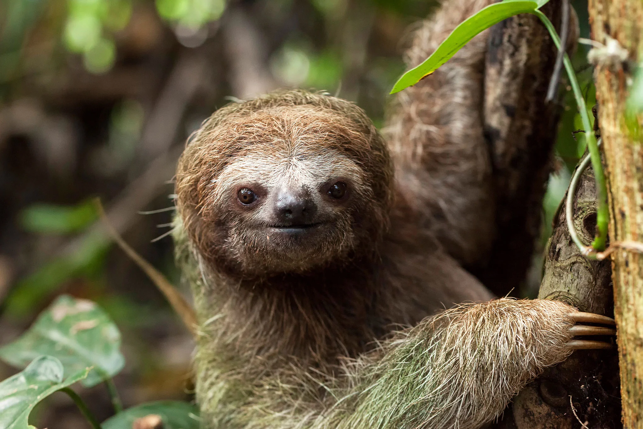 Sloth watching tour in Arenal Manoa Hotel Costa Rica Hot Springs Resort